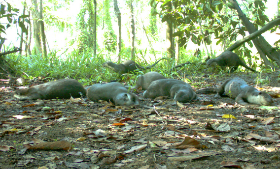 Camera-trap image of a group of otters resting on the forest floor