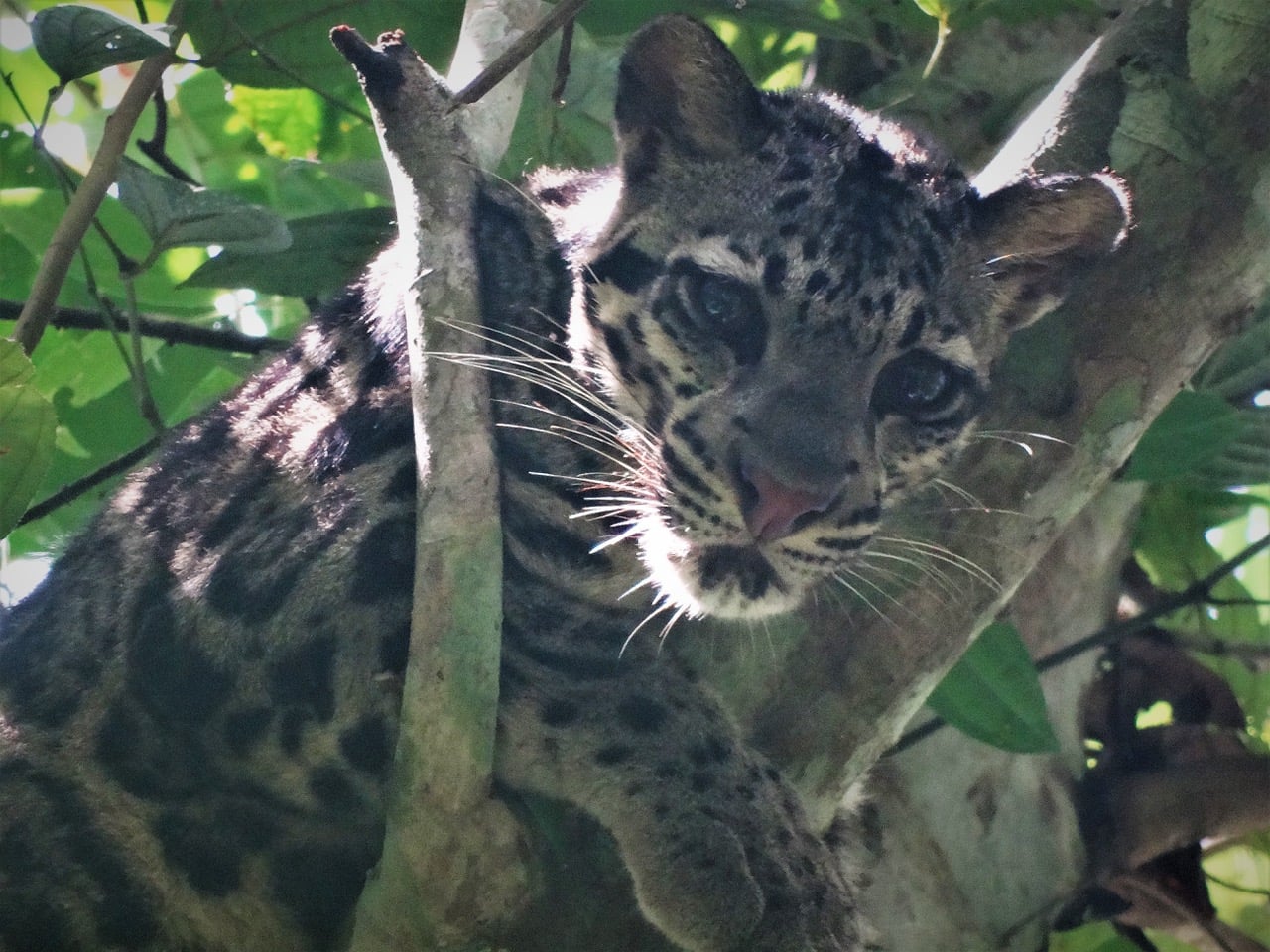 Sunda clouded leopard in a tree