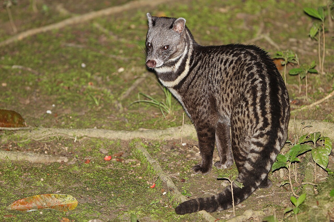 Malay civet standing on the forest floor at night, looking back over its shoulder
